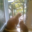 ���� ������, �����, 68 ��� - ��������� 29 ������ 2014 � ������ ���� ����������