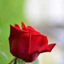 ���� �����, ��������, 51 ��� - ��������� 8 ����� 2014 � ������ ������ ��������