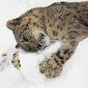 ���� Liksveta, ������, 38 ��� - ��������� 9 ������� 2014 � ������ ������ ��������