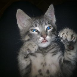 �������, ���������, 40 ���