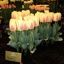���� Tim, ��������� - ��������� 25 ������ 2013 � ������ �������