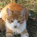 ���� ���������, ���������� - ��������� 13 ������� 2013 � ������ ������