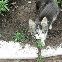 ���� ���������, ���������������, 61 ��� - ��������� 3 ������� 2014 � ������ �������