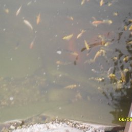 ������, �����, 72 ����