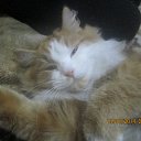 ���� ������, �����, 49 ��� - ��������� 17 ������ 2014 � ������ ���������