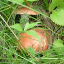 ���� ����, ������, 51 ��� - ��������� 21 ������ 2014 � ������ ���� ����������