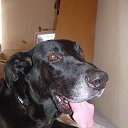 ���� ���, ������ - ��������� 19 ������� 2013 � ������ �In Memory of Nos, The Dog (R.I.P)�