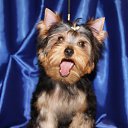 ���� �����, �����������, 33 ���� - ��������� 20 ������� 2013 � ������ ���� ����������