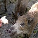 ���� �����, �����������, 47 ��� - ��������� 4 ����� 2014 � ������ ���� ����������