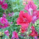 ���� ��������, ���������, 63 ���� - ��������� 12 ������ 2013 � ������ ���� ����������