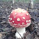 ������� �������� �� ������� ���� ����������