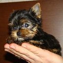 ���� Nicol, ������ - ��������� 27 �������� 2013 � ������ ������ ������ � ���� ��������.������� ^^�