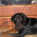 ���� �������, ������, 51 ��� - ��������� 29 ������ 2013 � ������ ���� ����������