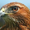 ����� �����

�� �� ���������� ������,
� ���������� ����� ���� ��������,
��������� ������, ���������
����� �������� �����.

��������� ���� ���� ���� ��������,
������� � ������� �����,
�������� ���, ��� �� ������,
� ���������� ��� �����.

���������� �����, ������ �����,
������� ������, ���������� ����,
�� ����� �����, ��� ������
����� �� ����� �� ��������.
 �� ������� ���� ����������