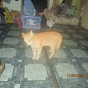 ���� ������, �����, 49 ��� - ��������� 17 ������ 2014 � ������ ���������