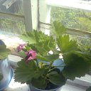  Masha, , 43  -  7  2013    