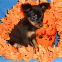 ������� ��������������� ��� 3 ���.������� � �����������.������ �������� �� 2.5�� �� ������� ���� ����������