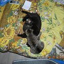 ������� ��������� �� ������� �������