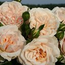 ���� ��������, ���������, 67 ��� - ��������� 11 ����� 2014 � ������ ������ ��������