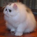 ���� �����, ������, 66 ��� - ��������� 21 ������� 2014 � ������ ���� ����������