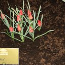 ���� Tim, ��������� - ��������� 25 ������ 2013 � ������ �������