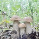 ������� ��������.