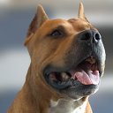 ���� Mad Dog, ������, 41 ��� - ��������� 20 ������� 2014 � ������ ���� ����������