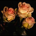 ���� Zigzag, �����, 38 ��� - ��������� 20 ������� 2013 � ������ ���������!�