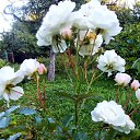 ���� ������� �., ����� - ��������� 5 ������� 2013 � ������ �������