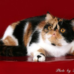 ���� ����, ������ ��������, 60 ��� - ��������� 17 ������ 2014