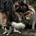 &quot;,,- ,...,  ..!!&quot;   ,  ...!