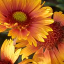 ���� �������� ��������, �����-��������, 51 ��� - ��������� 20 �������� 2013 � ������ ������...�