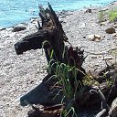 ����� �� ������� �������