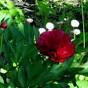 ���� �������, ��������� - ��������� 15 ������ 2014 � ������ ���� ����������