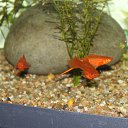 ���� V�������, ��������� - ��������� 18 ������� 2013 � ������ �������