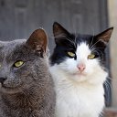 ���� �������, ���������, 52 ���� - ��������� 14 ������� 2013 � ������ ���� ����������