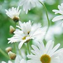 ���� �� ���� �� ������� ���� ����������