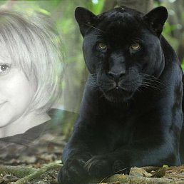 �����, ��������, 36 ���