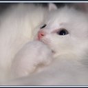 ���� ���������, �����-��������� - ��������� 28 �������� 2013 � ������ ����� ������� �������Ż