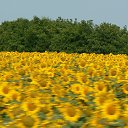 ���� �����, ������, 65 ��� - ��������� 9 ������� 2013 � ������ ���� ����������