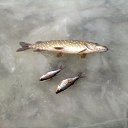 ���� ������, ������� ��������, 59 ��� - ��������� 13 ������� 2014 � ������ ���� ����������