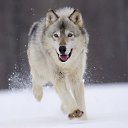 ���� ������, �����, 34 ���� - ��������� 3 ������� 2013 � ������ ���� ����������