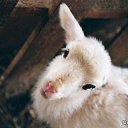 ���� �����, ������, 54 ���� - ��������� 25 ������� 2014 � ������ �FunnyAnimals�
