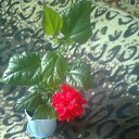  Masha, , 43  -  7  2013    