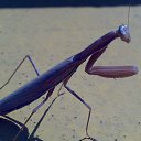 ������� �� ������� ���� ����������