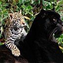 ���� �������, ���� - ��������� 13 ������ 2013 � ������ �Leo�