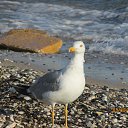 ���� Larisa, ����, 40 ��� - ��������� 10 ������� 2013