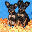 ������� ����� �����-��������.���� ������� �� ������� ���� ����������