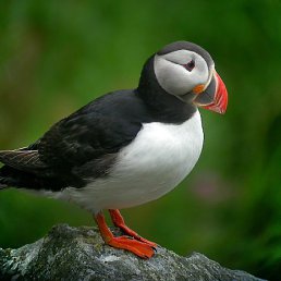  Puffin, , 44  -  24  2014