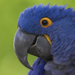 ������, ���������, 45 ���